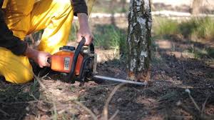 Best Pest Control for Lawns  in Pineland, TX