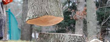 Best Tree Disease Treatment  in Pineland, TX