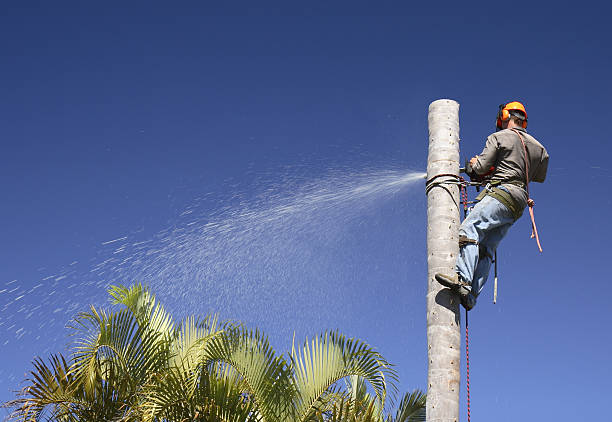 Leaf Removal in Pineland, TX
