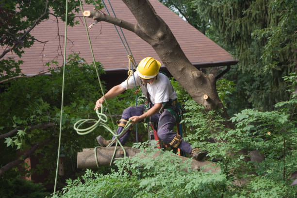 Best Tree Cabling and Bracing  in Pineland, TX
