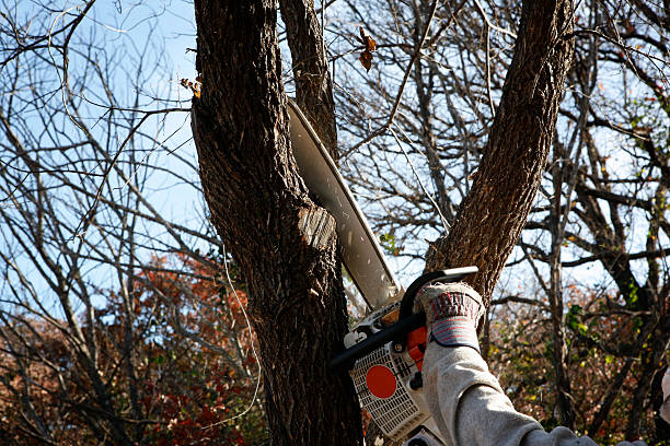 Best Root Management and Removal  in Pineland, TX