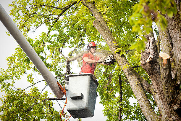 Best Tree Trimming and Pruning  in Pineland, TX