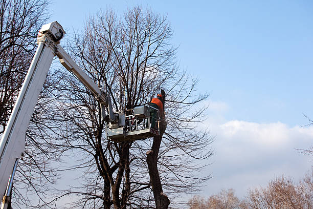 Best Hazardous Tree Removal  in Pineland, TX