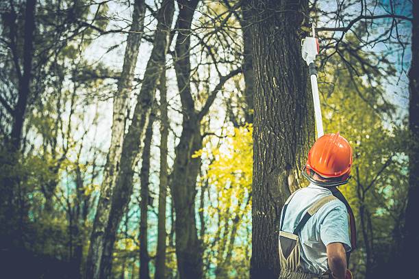 Pineland, TX Tree Care Company