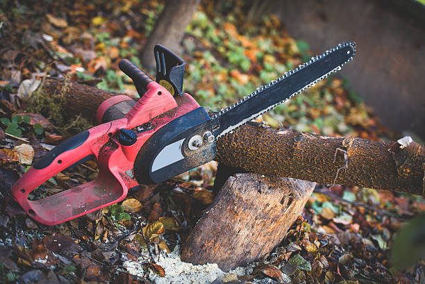 Best Tree Risk Assessment  in Pineland, TX